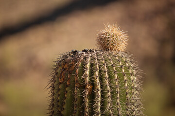 Saguaro cactus with a small pup striking out