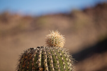 Saguaro cactus with a small pup striking out - 732626416