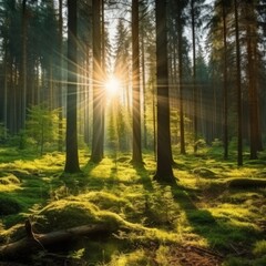 Sunlight filtering through a lush forest.