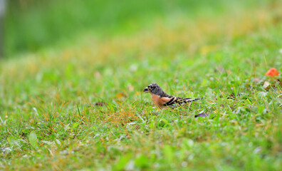The brambling fringilla in the grass eating food and seeds