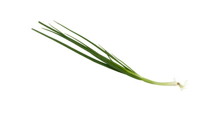 Green onion natural isolated