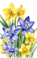 Postcard international women's day, flowers, chocolates, daffodils and scilla (oriental camas), vector watercolor illustration on a white background. Watercolor