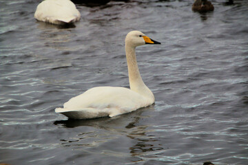 A close up of a Whooper Swan
