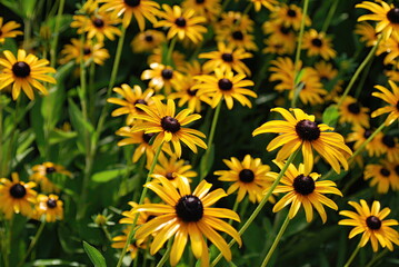 eld of black-eyed Susan flowers with yellow petals