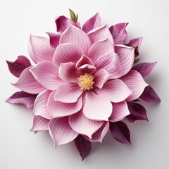 Pink Flower With Green Leaves on White Background