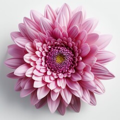 Close-up of Pink Flower on White Background