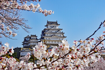 Himeji Castle with beautiful cherry blossoms in full bloom, Himeji City, Hyogo Prefecture, Japan - obrazy, fototapety, plakaty