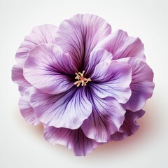 Purple Flower on White Background