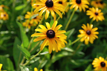 eld of black-eyed Susan flowers with yellow petals - Powered by Adobe