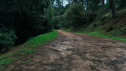 Fototapeta premium road in the woods