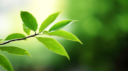 Fototapeta na wymiar Closeup of green leaves with bokeh background