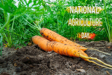 Celebrating National Agriculture Day With Freshly Harvested Carrots in a Sunlit Field