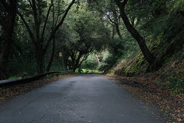 road in the woods