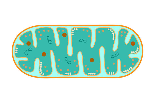 The structure of mitochondrion. 