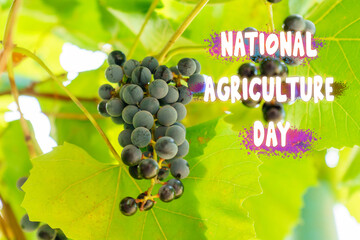 Grapes basks in the sunlight, symbolizing the bounty of National Agriculture Day.