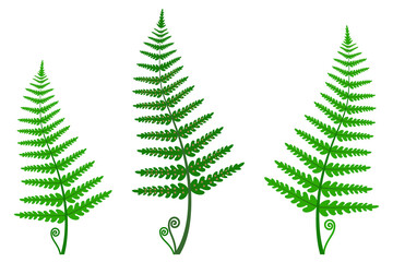 Fern leaves on a white background.