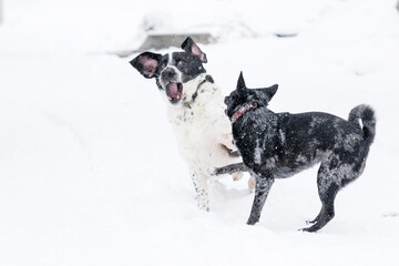 Snow Playtime Frolic