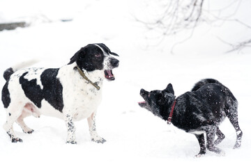 Snowy Canine Banter