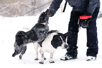 Snowy Dog Training Session