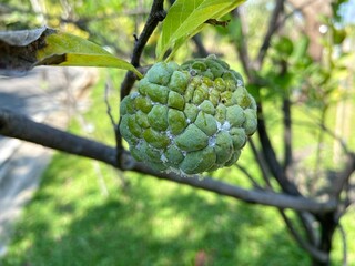 Custard apple is a delicious tropical fruit native to South America