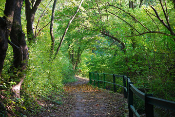 Ein geschwungener Wanderweg im Wienerwald.