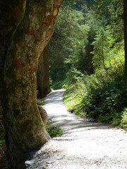 Ein Waldweg gesäumt von dicken Bäumen.