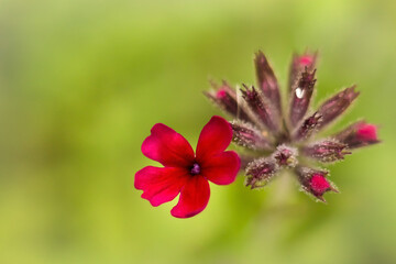 red flower on green background