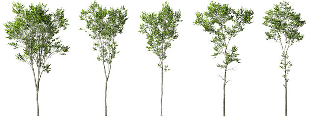 Tranquil landscape tree forms on transparent backgrounds 3d render png