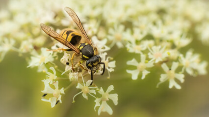 Wasp on a flower