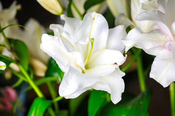 Vase of White Flowers on Table