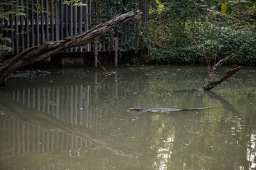 Water monitor swim in water pond at Rod Fai park, Bangkok