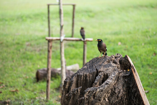 hill myna bird stand on cut tree trunk in Chatuchak park, Bangkok