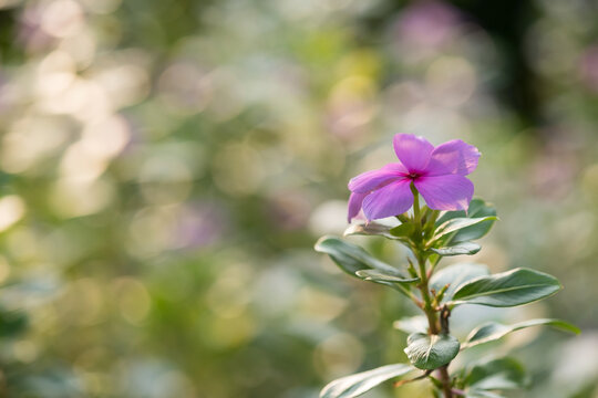 Pink flower with blur foliage bokeh background at sunrise