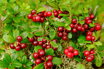 The forest stump is covered with ripe red cranberries. The concept of a background image with berry bushes.The seasonal harvest of red berries of the northern lingonberry in autumn.Forest landscape