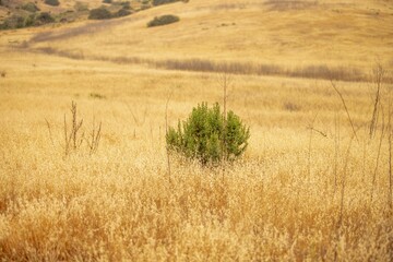 Solitary tree stands in a sprawling meadow of golden grass