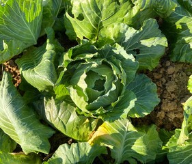 Brassica oleracea, Brassica oleracea L. var. capitata L., Cabbage, Common Cabbage, White Cabbage,...