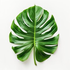 Close-up of Monstera Leaf on White Background Generative AI