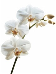 White Orchid Flower Group Illustration Generative AI