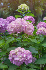 Hydrangea flowers ( Hydrangea macrophylla ) in garden