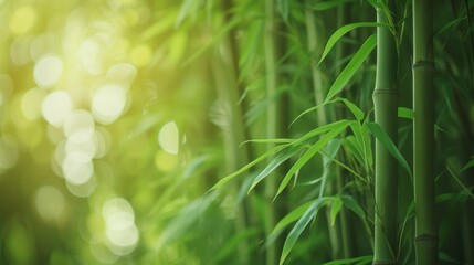 Fototapeta na wymiar Green bamboo with leaves forest background with blurred background