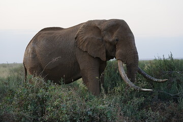 African bush elephant on savanna in Amboseli National Park in Kenya