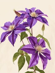 Purple Clematis Flower Group Illustration Generative AI