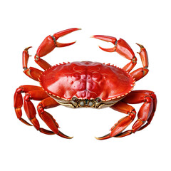Crab on white or transparent background
