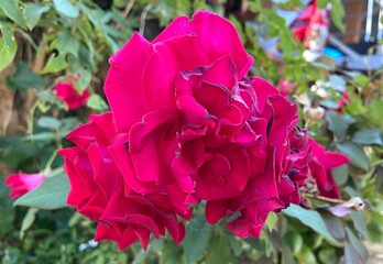 Image of red roses blooming in winter
