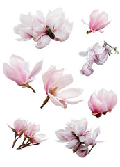 Set with beautiful magnolia flowers on white background.