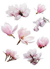 Obraz premium Set with beautiful magnolia flowers on white background.