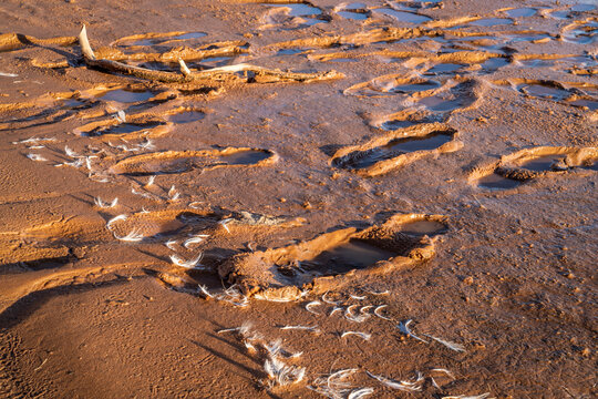 footprints and bird feather on a muddy lake shore
