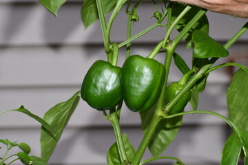 green pepper on the vine