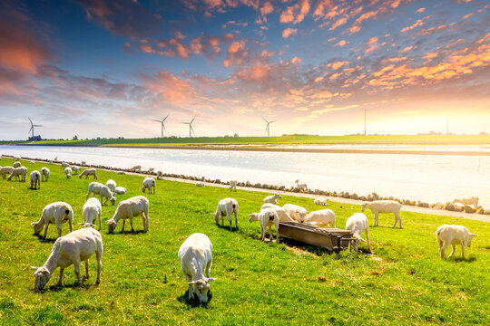 Schafe, Deich, Nordsee, Husum, Deutschland 