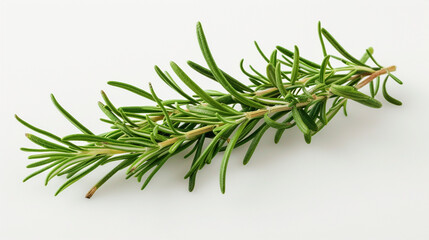 branch of tree